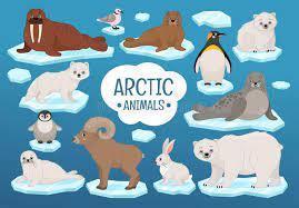 Arctic Animals  