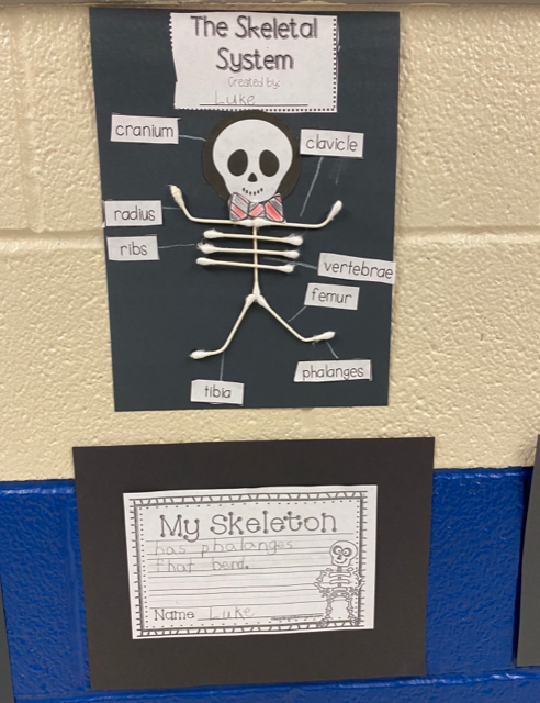 First Grade Studies the Skeletal System | Evans Elementary School