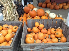 Mrs. Horne's Pumpkin Patch