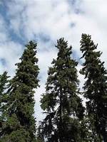 Trees from Sandyville Pride